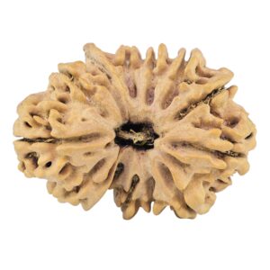 13 Mukhi Ganesh 31.3mm 4.81gm - Rudraksha