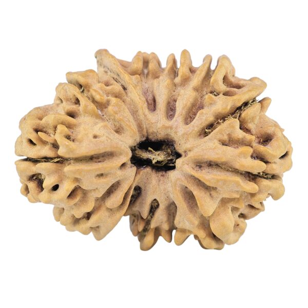 13 Mukhi Ganesh 31.3mm 4.81gm - Rudraksha