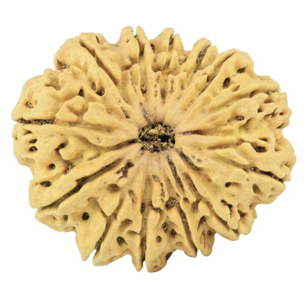 13 Mukhi Rudraksha 35.7mm 7.13gm - Rudraksha
