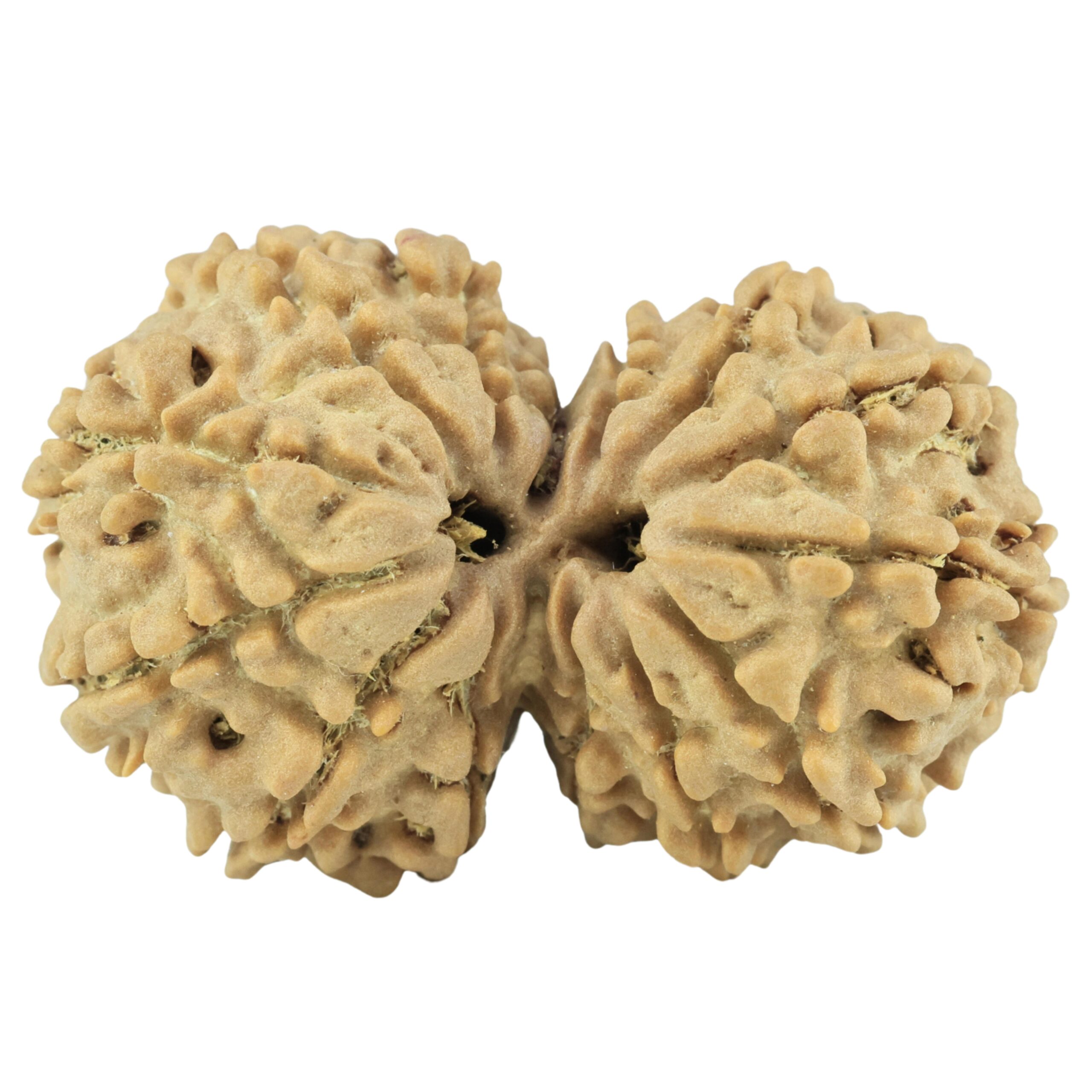 14 Mukhi Gaurishankar 33.3mm 5.87gm - Rudraksha