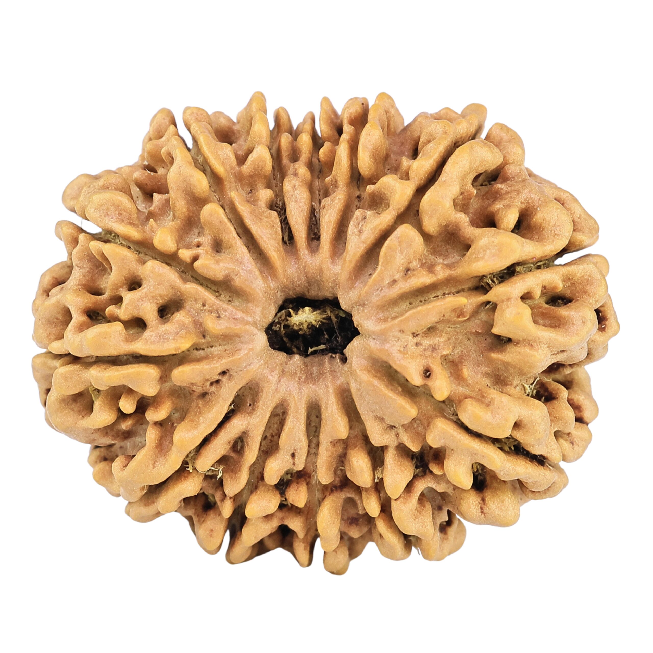 13 Mukhi Rudraksha 30.8mm 5.78gm - Rudraksha