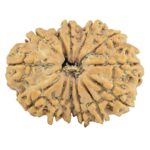13 Mukhi Rudraksha 29.1mm 5.06gm - Rudraksha