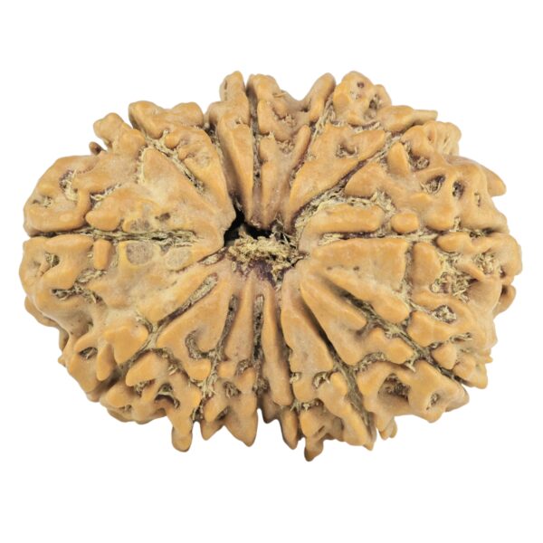 13 Mukhi Rudraksha 29.1mm 5.06gm - Rudraksha