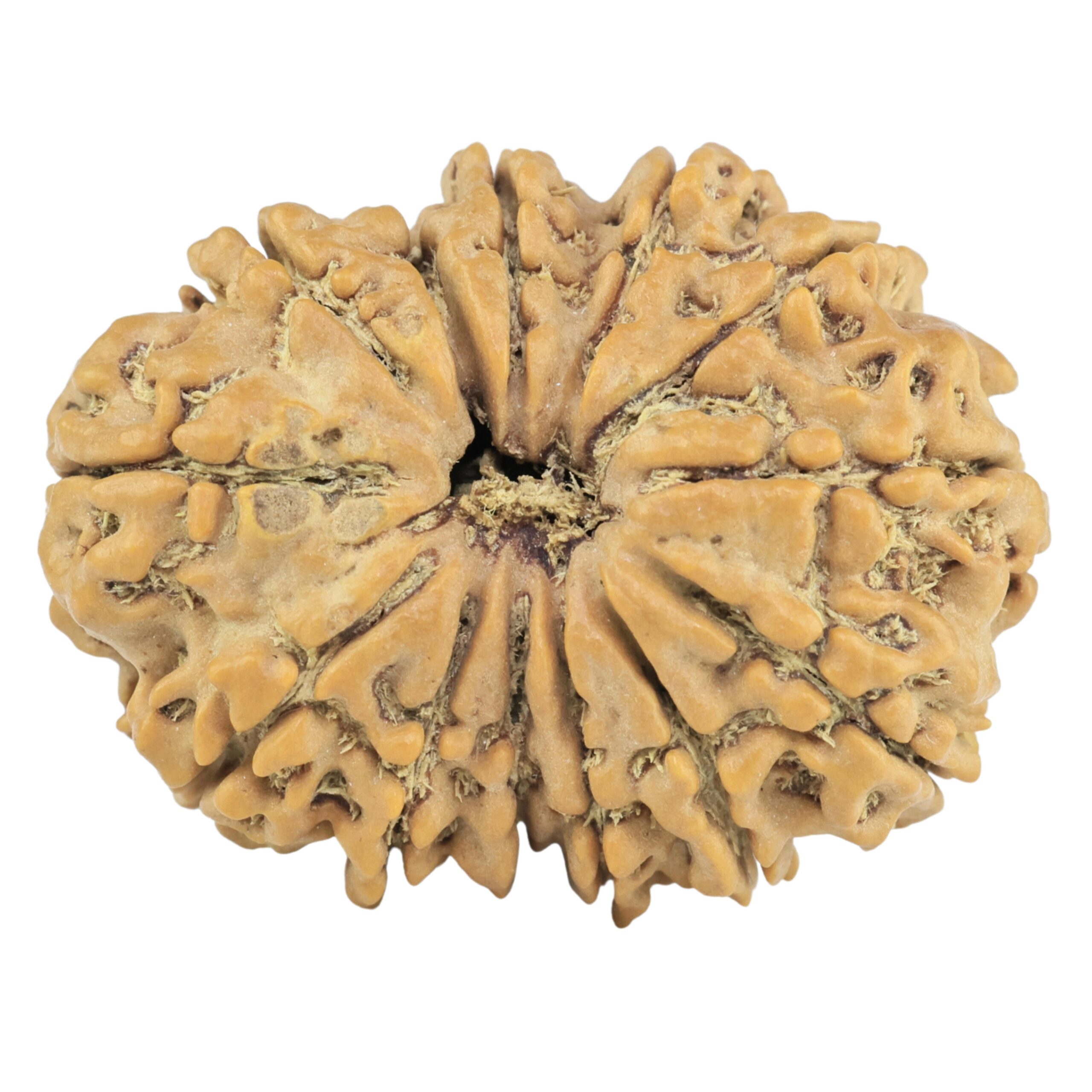13 Mukhi Rudraksha 29.1mm 5.06gm - Rudraksha