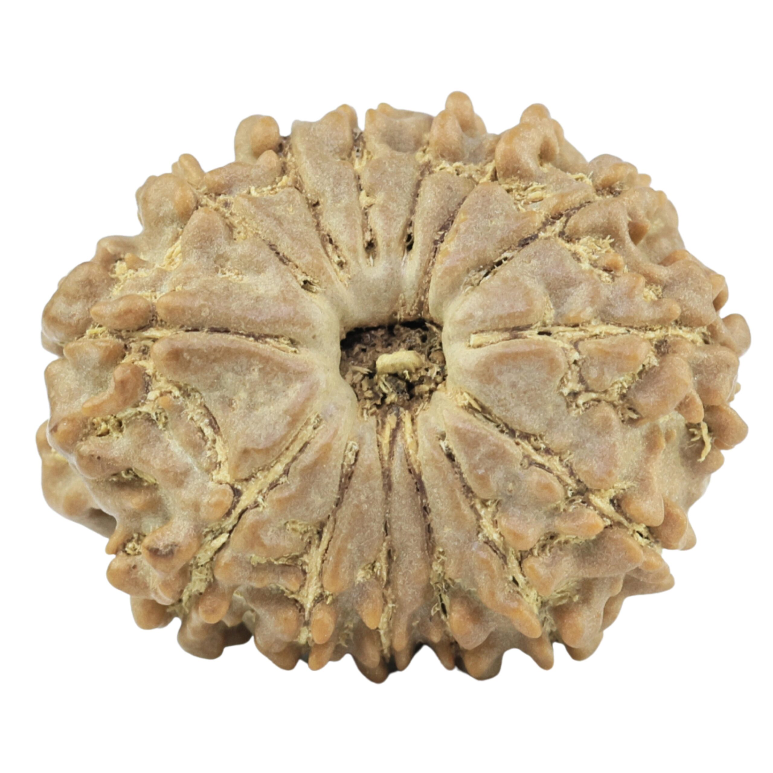 14 Mukhi Rudraksha 22.4mm 2.81gm - Rudraksha