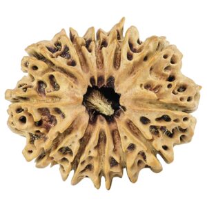 12 Mukhi Rudraksha 29.6mm 4.35gm - Rudraksha
