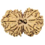 14 Mukhi Gaurishankar 30.7mm 4.41gm - Rudraksha