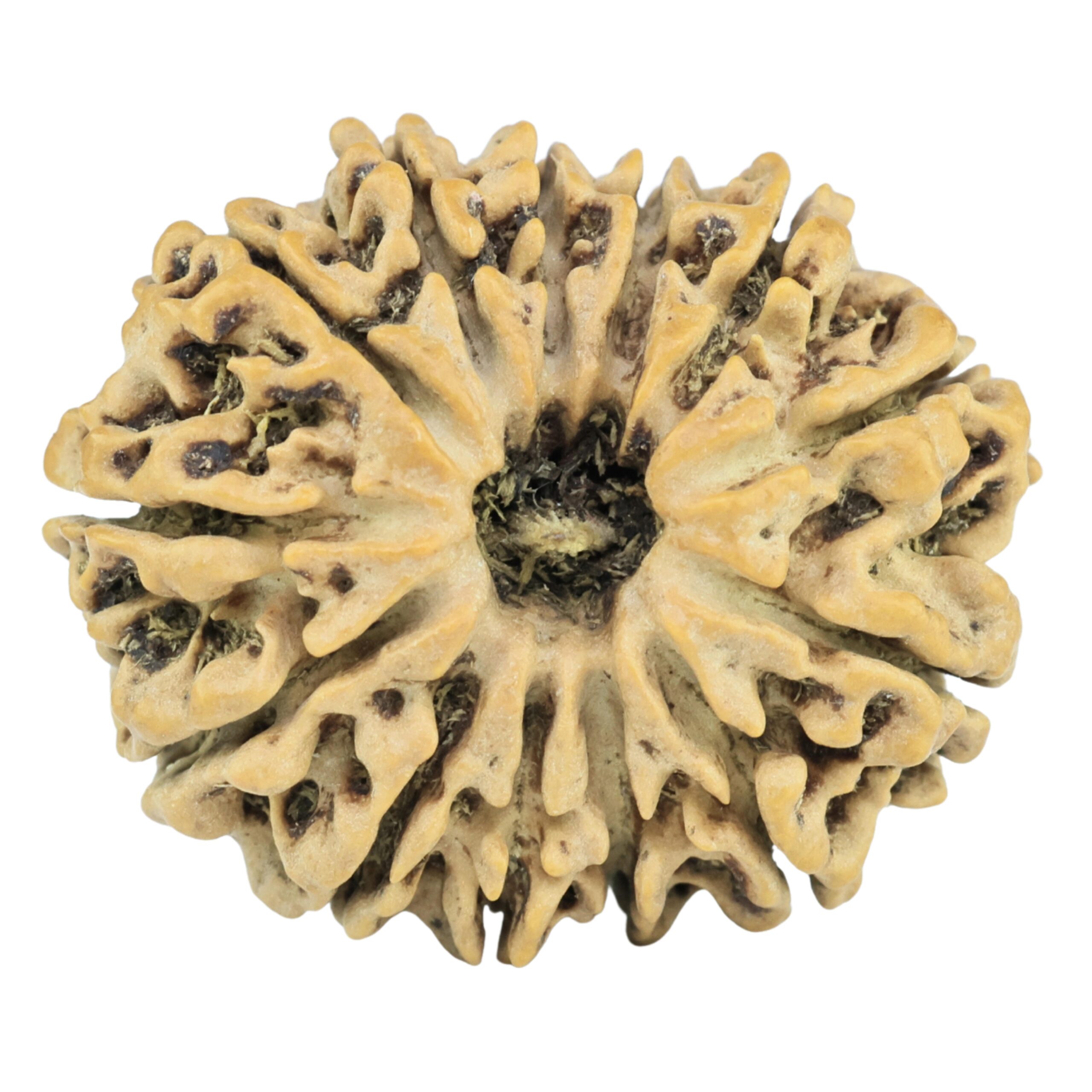 13 Mukhi Rudraksha 26mm 3.29gm - Rudraksha