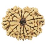 12 Mukhi Rudraksha 33.2mm 4.91gm - Rudraksha