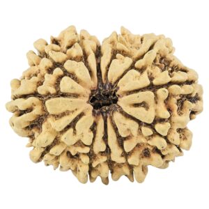 12 Mukhi Rudraksha 33.2mm 4.91gm - Rudraksha