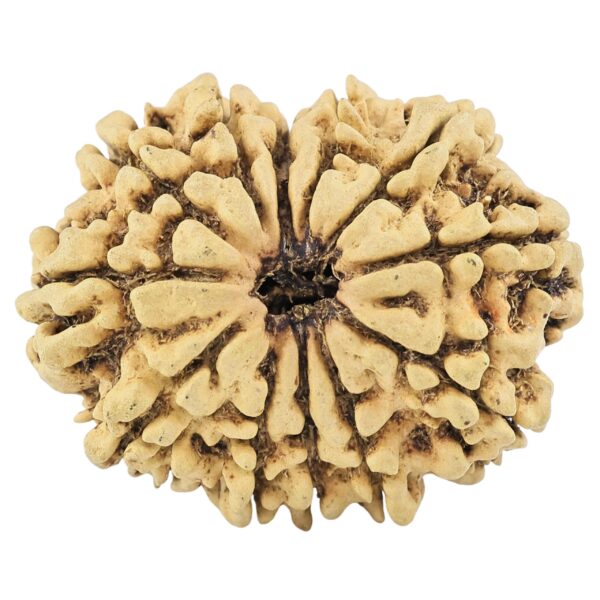 12 Mukhi Rudraksha 33.2mm 4.91gm - Rudraksha