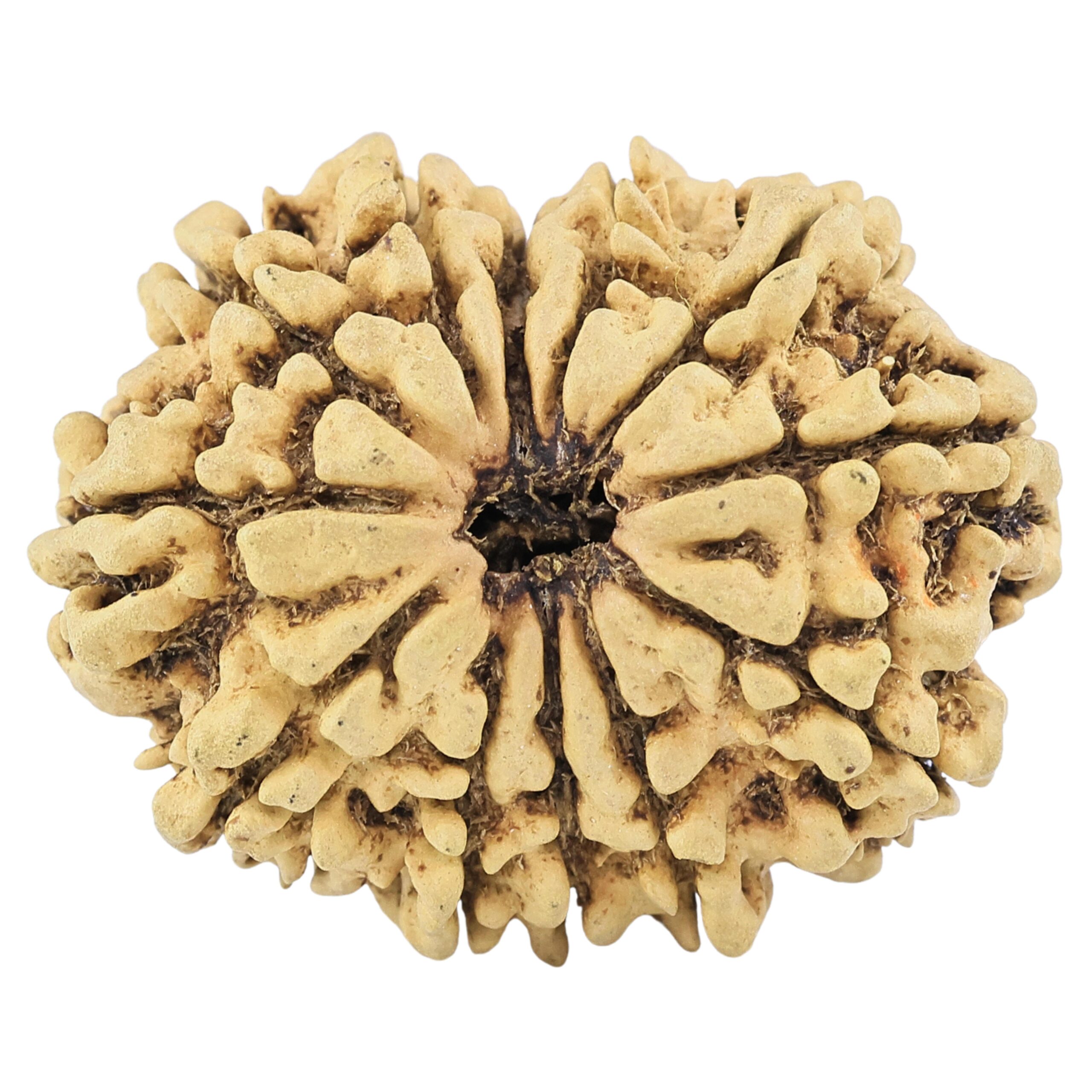 12 Mukhi Rudraksha 33.2mm 4.91gm - Rudraksha