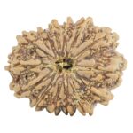 14 Mukhi Rudraksha 28mm 5gm - Origin: Nepal - Rudraksha