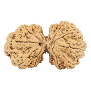 13 Mukhi Gaurishankar 38.8mm 7.4gm - Rudraksha