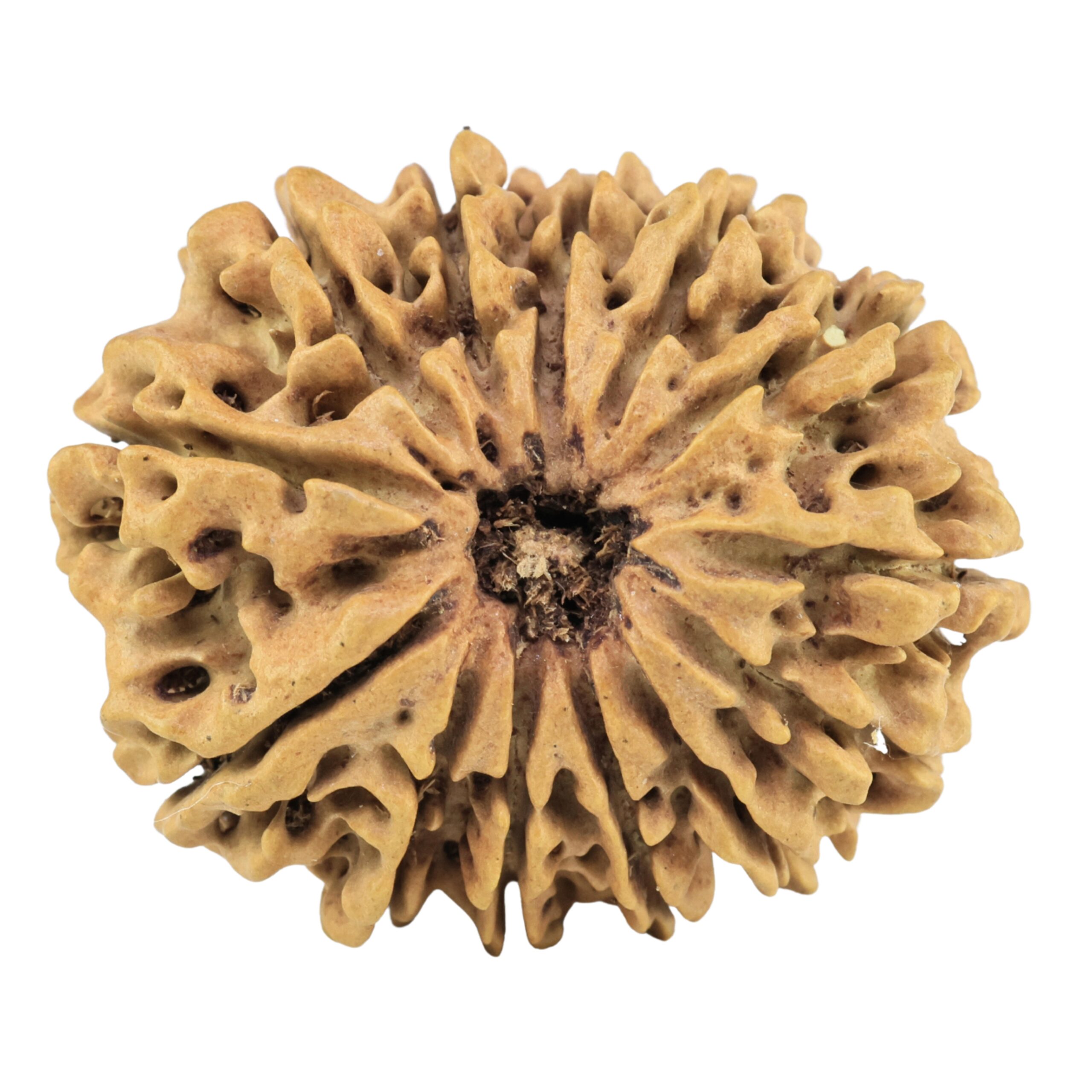 13 Mukhi Rudraksha 29.4mm 4gm - Rudraksha