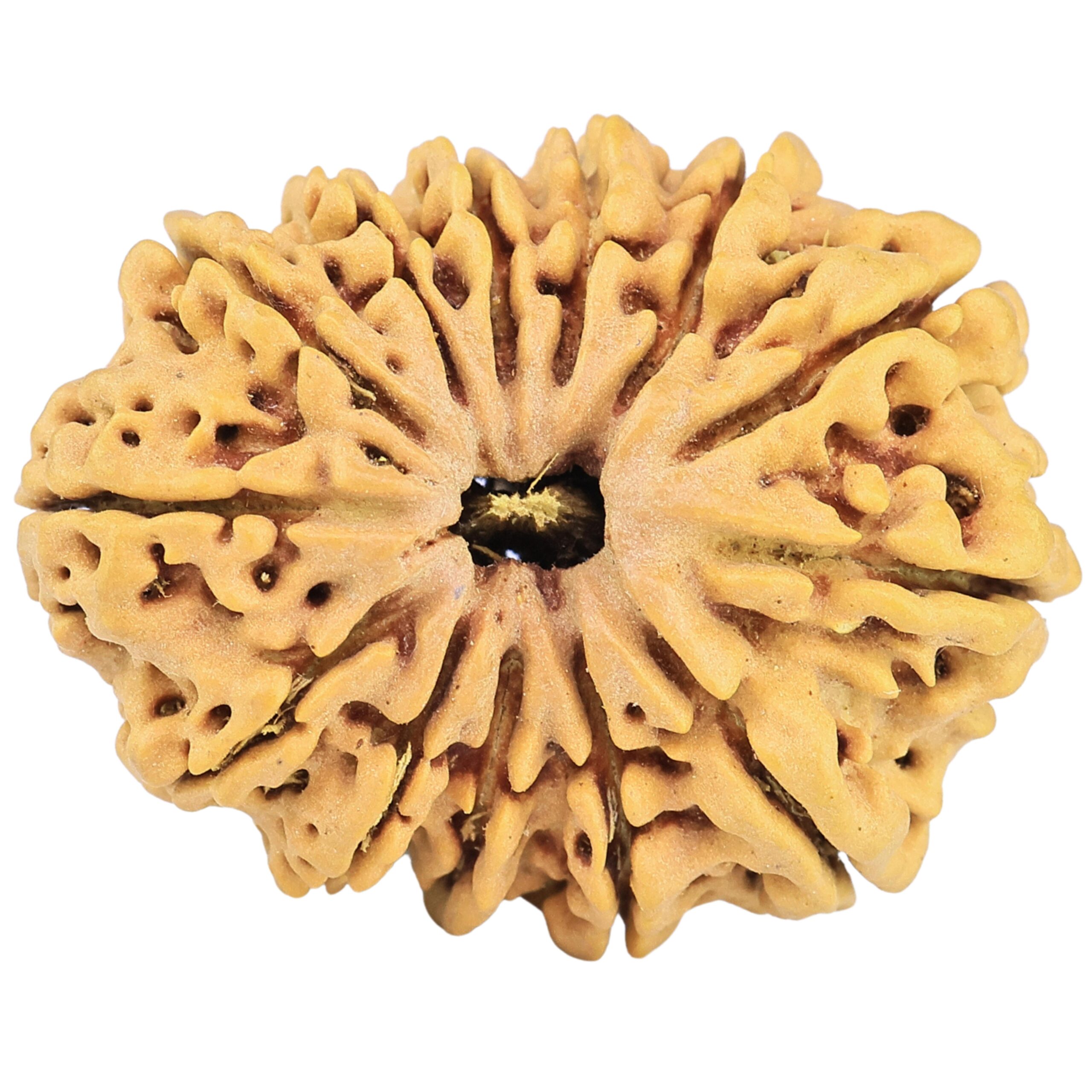 13 Mukhi Rudraksha 31.8mm 6gm - Rudraksha