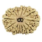 14 Mukhi Rudraksha 27.2mm 3gm - Rudraksha