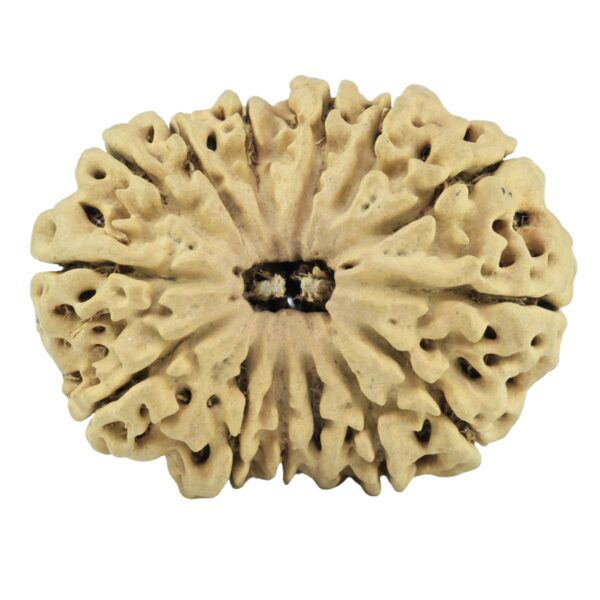 14 Mukhi Rudraksha 27.2mm 3gm - Rudraksha