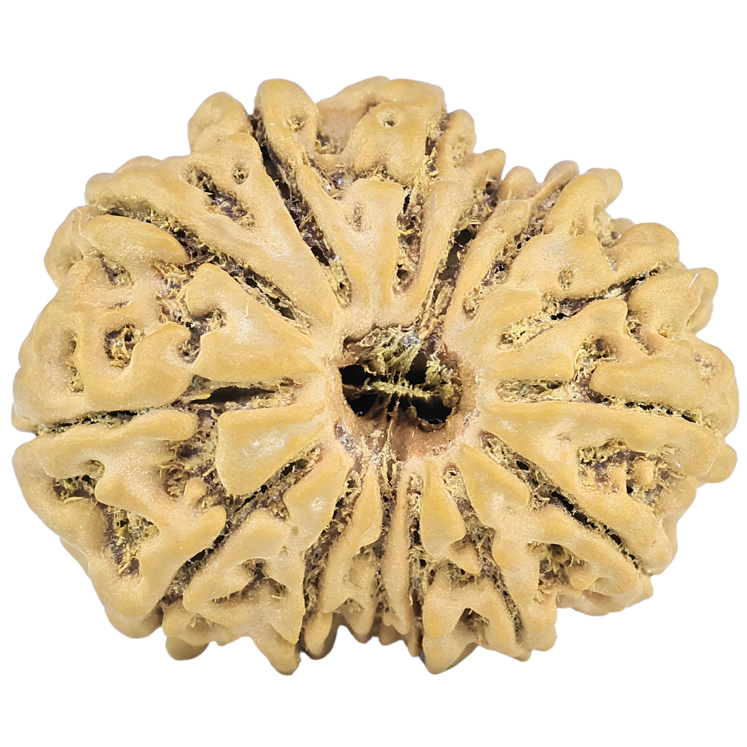 14 Mukhi Rudraksha 24.4mm 3.27gm - Rudraksha