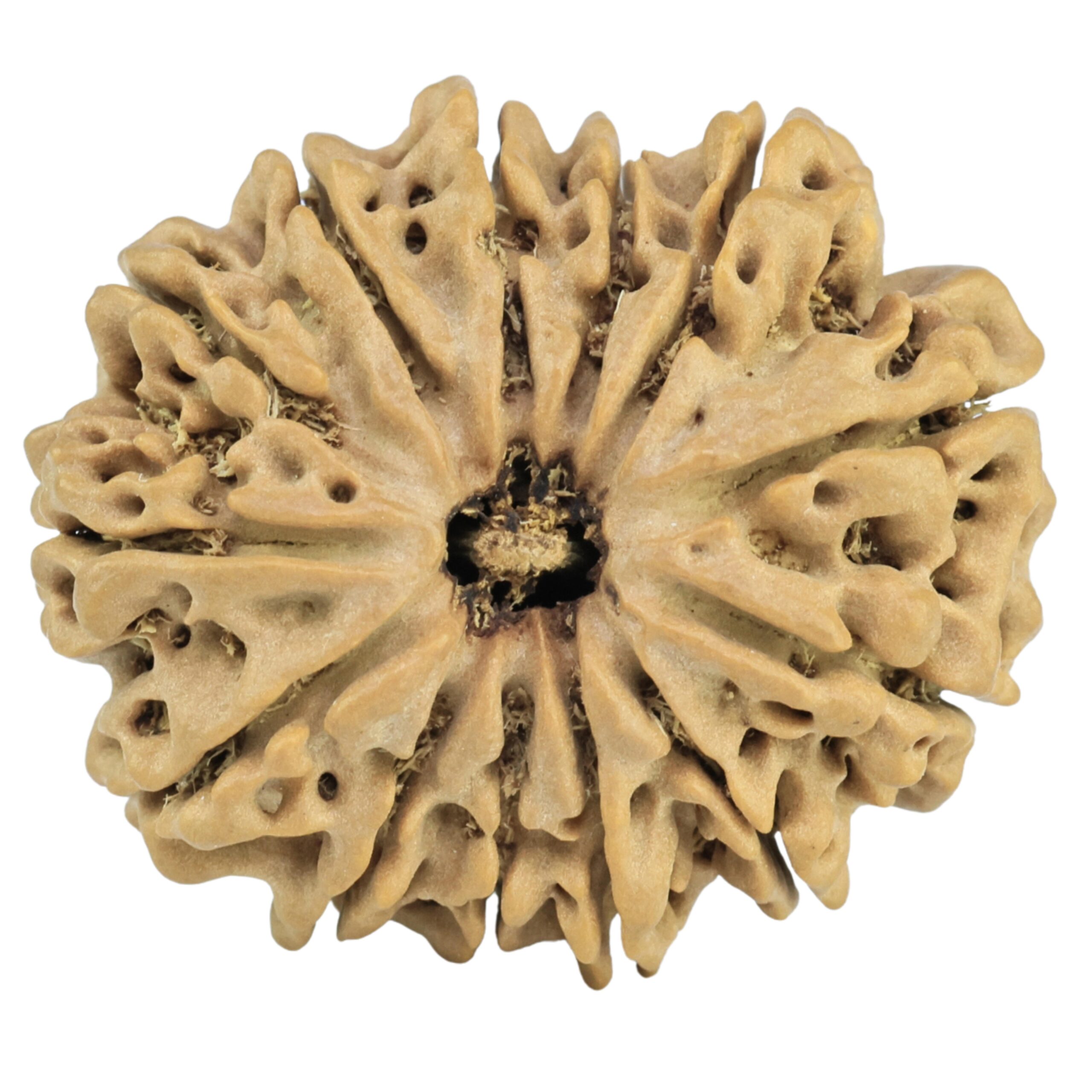 13 Mukhi Rudraksha 26.1mm 4gm - Rudraksha