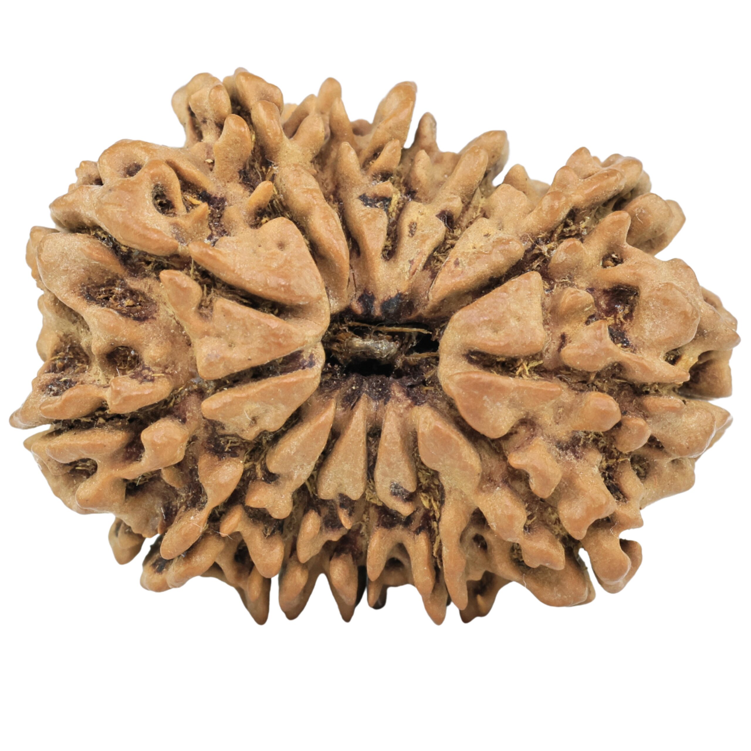 13 Mukhi Rudraksha 34.1mm 7.33gm - Rudraksha