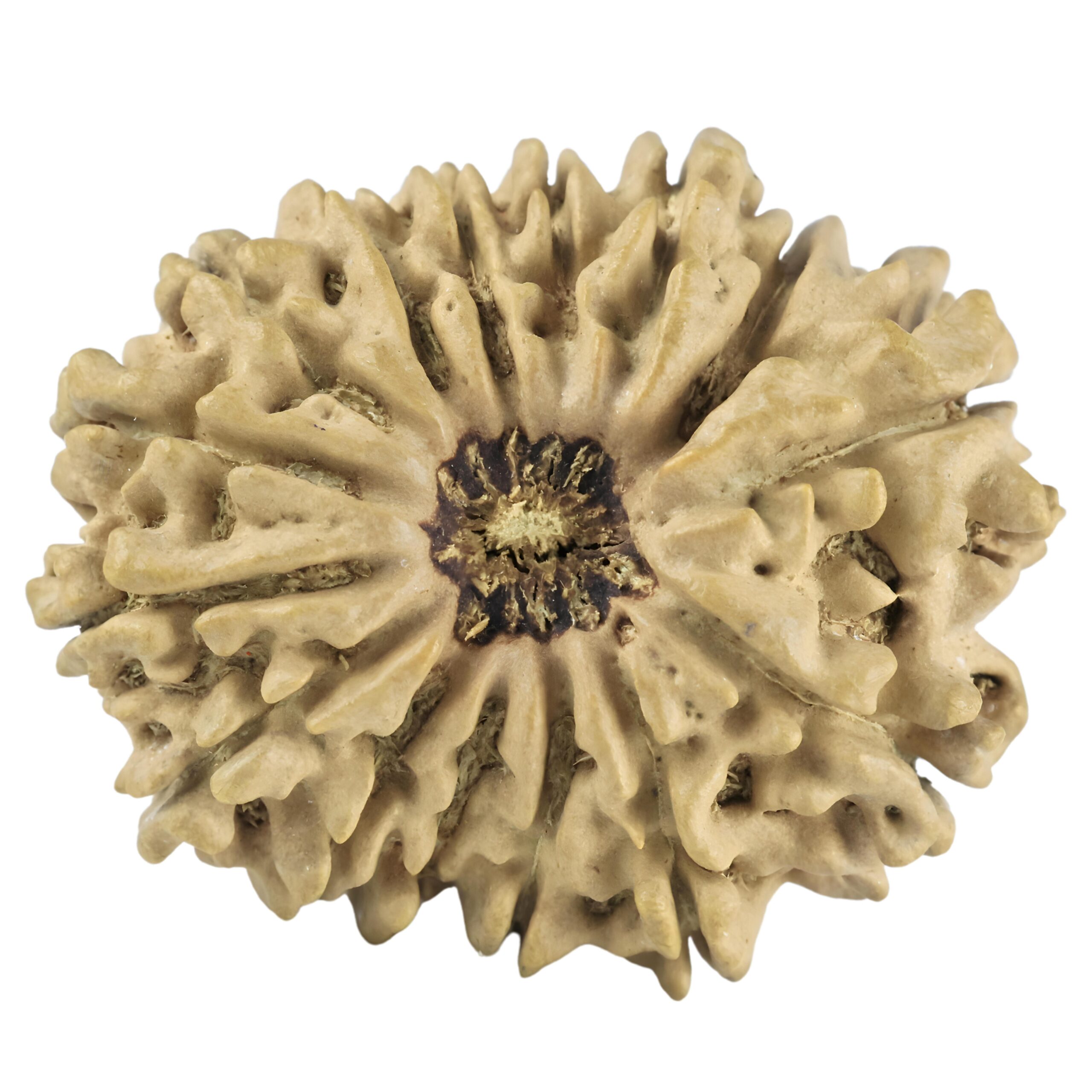 14 Mukhi Rudraksha 26.5mm 3gm - Rudraksha