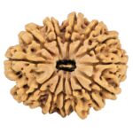 13 Mukhi Rudraksha 30.5mm 6.3gm - Rudraksha