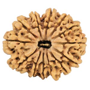 13 Mukhi Rudraksha 30.5mm 6.3gm - Rudraksha
