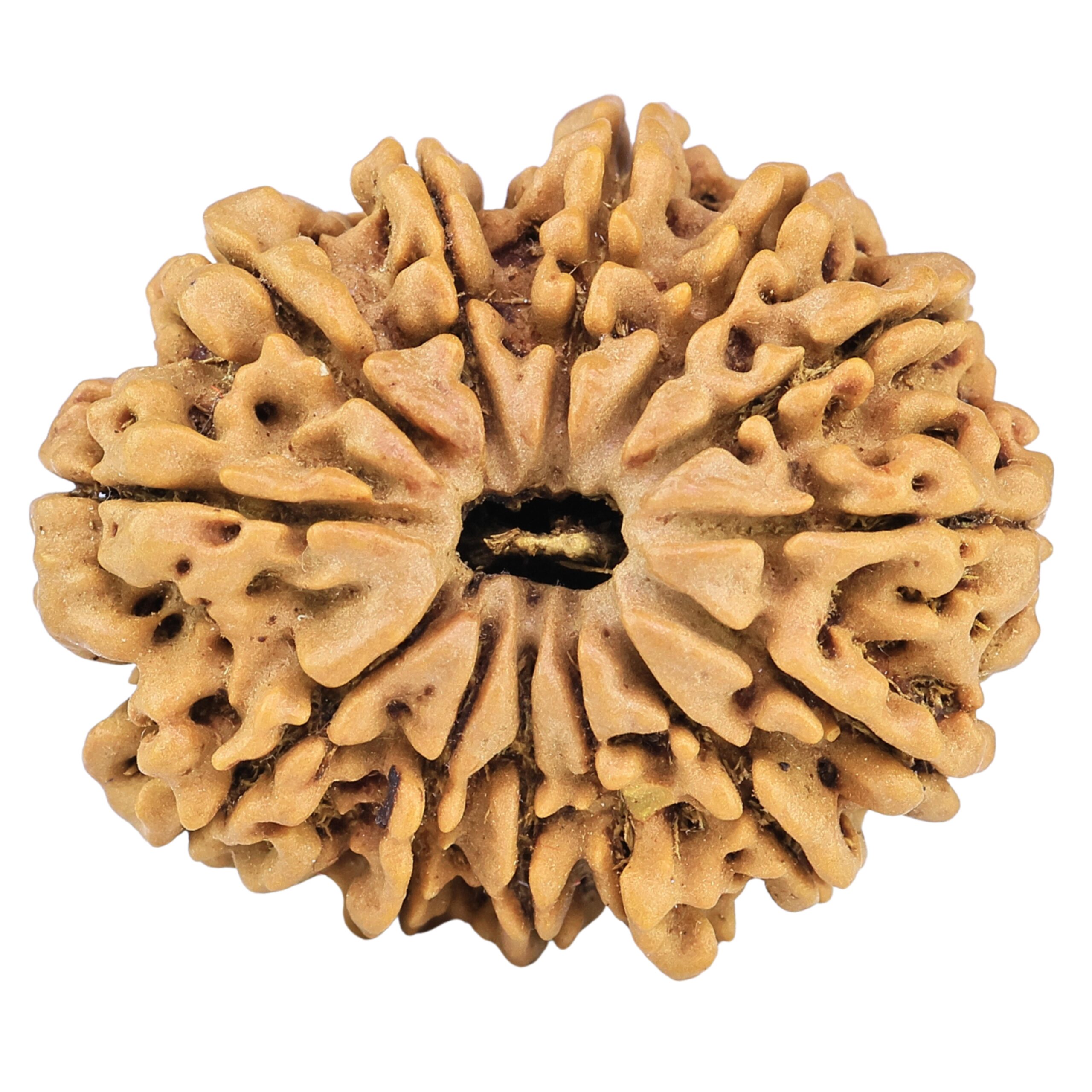 13 Mukhi Rudraksha 30.5mm 6.3gm - Rudraksha