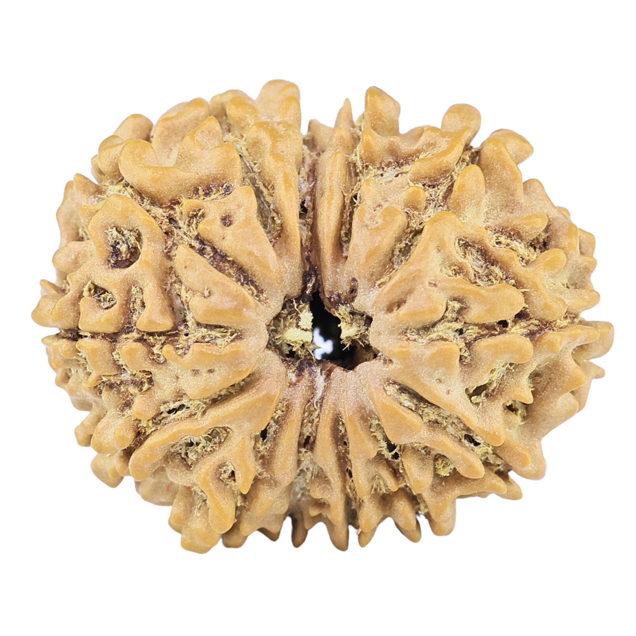 13 Mukhi Rudraksha 22.4mm 2.57gm - Rudraksha