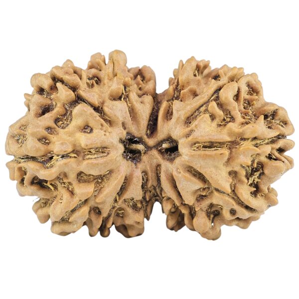 13 Mukhi Gaurishankar 29.7mm 4gm - Rudraksha