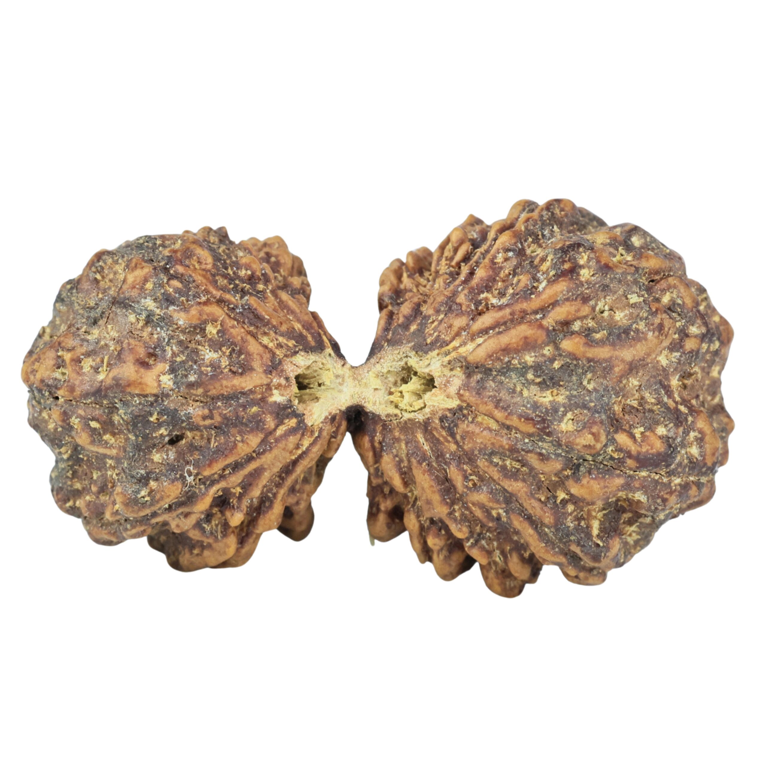 14 Mukhi Gaurishankar 36.7mm 6.35gm - Rudraksha