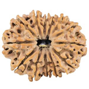 13 Mukhi Rudraksha 33.1mm 6.57gm - Rudraksha