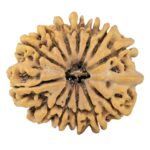 13 Mukhi Rudraksha 31.7mm 7.48gm - Rudraksha