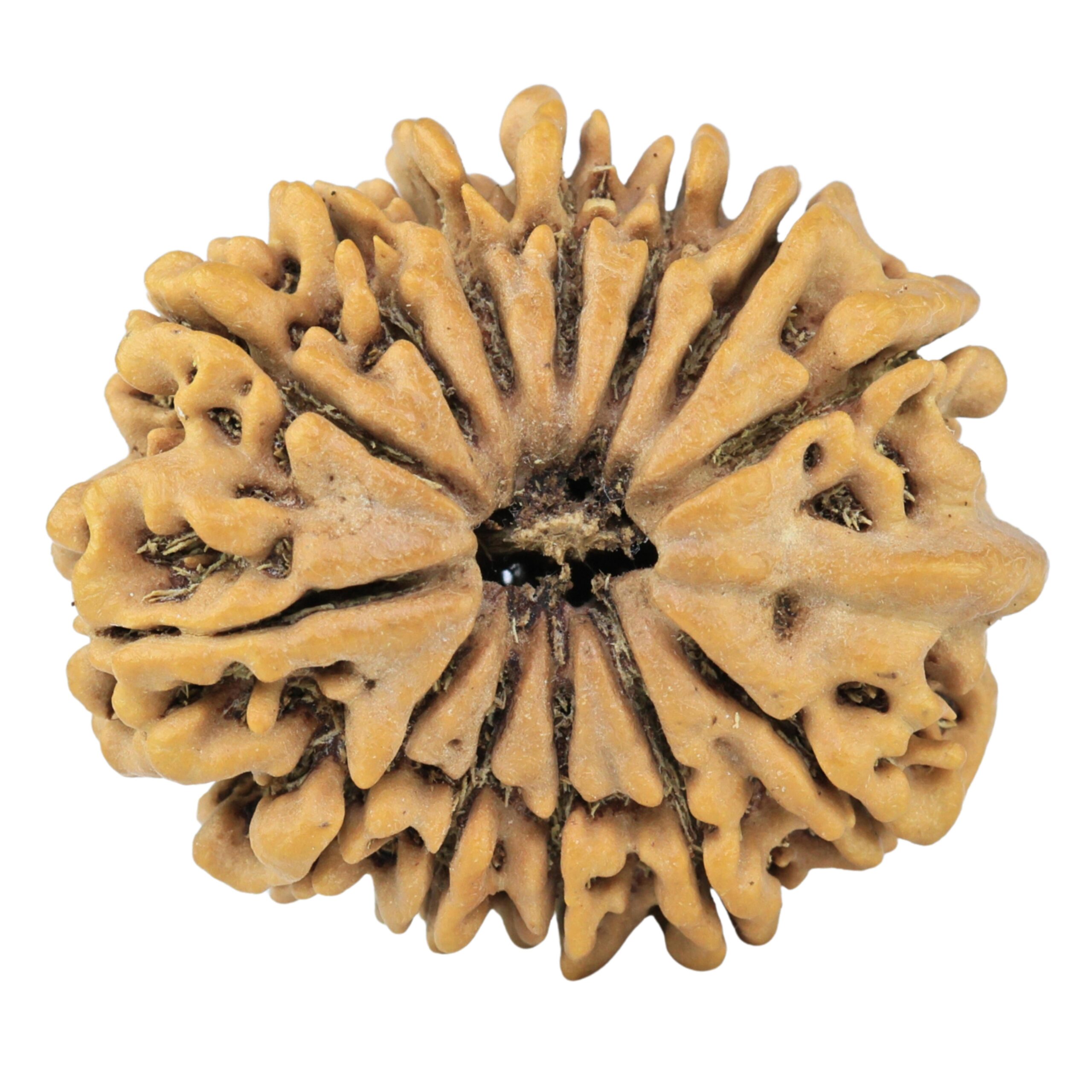 13 Mukhi Rudraksha 31.7mm 7.48gm - Rudraksha