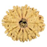 12 Mukhi Rudraksha 27.6mm 3.75gm - Rudraksha