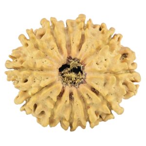 12 Mukhi Rudraksha 27.6mm 3.75gm - Rudraksha