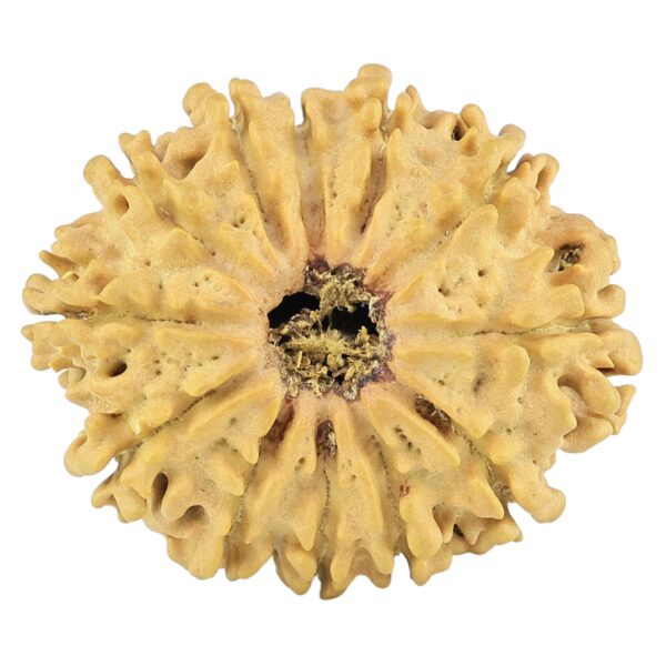 12 Mukhi Rudraksha 27.6mm 3.75gm - Rudraksha