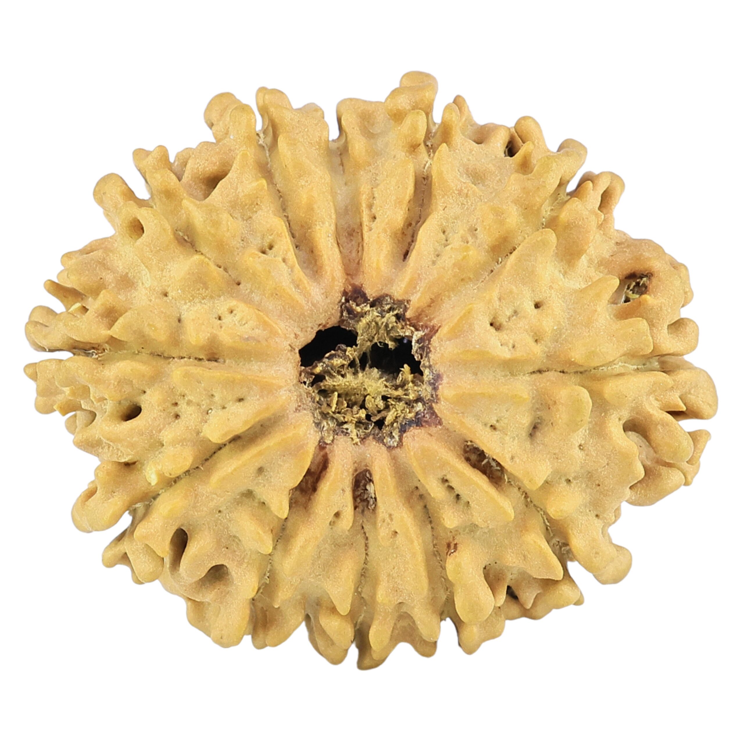 12 Mukhi Rudraksha 27.6mm 3.75gm - Rudraksha