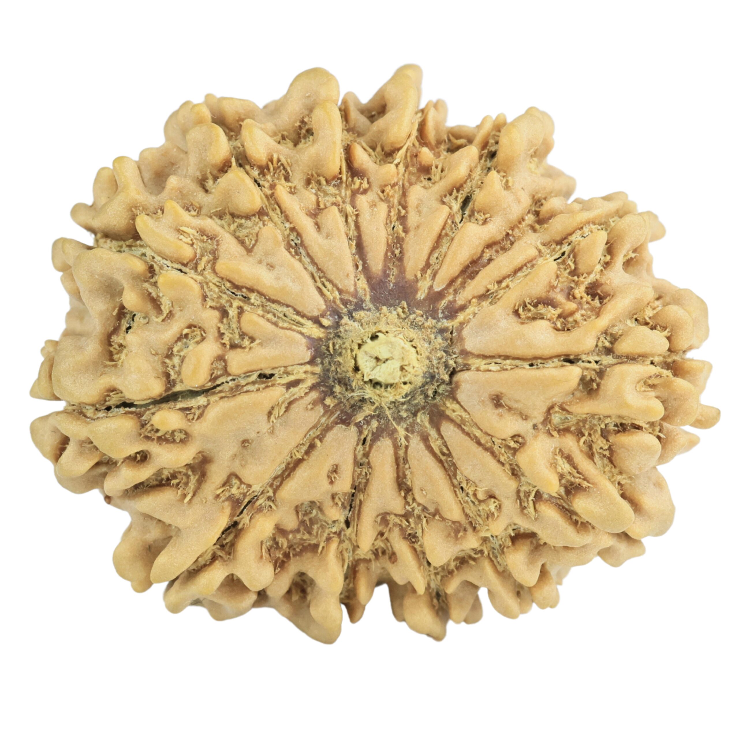 14 Mukhi Rudraksha 28.5mm 4.83gm - Rudraksha