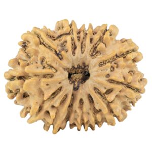 13 Mukhi Rudraksha 31.8mm 5.73gm - Rudraksha