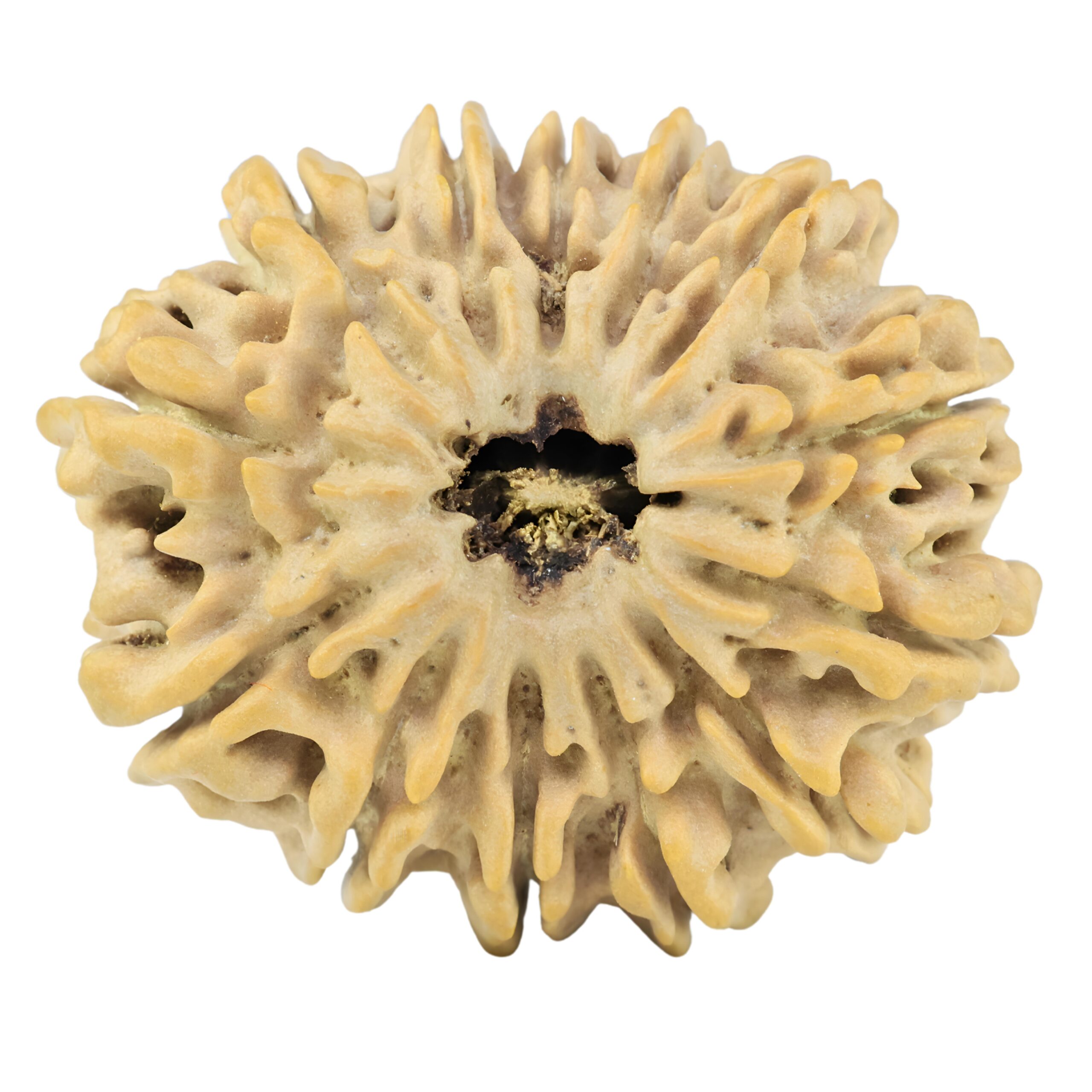 13 Mukhi Rudraksha 32.2mm 6.52gm - Rudraksha