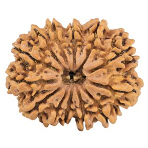 13 Mukhi Rudraksha 32.5mm 6.4gm - Rudraksha
