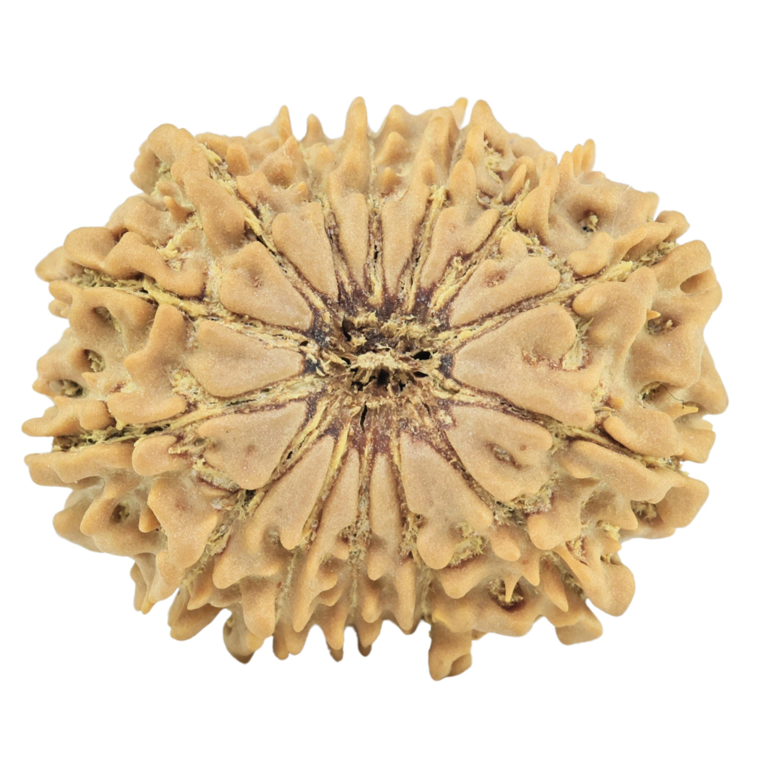 14 Mukhi Rudraksha 26.9mm 4.47gm - Rudraksha