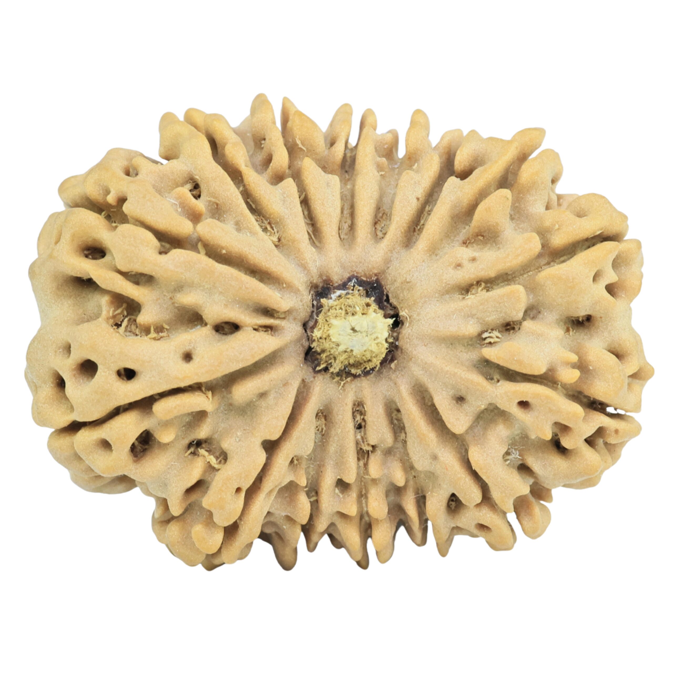 15 Mukhi Rudraksha 34.3mm 8.3gm - Rudraksha