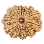 12 Mukhi Rudraksha 34.7mm 9.42gm - Rudraksha