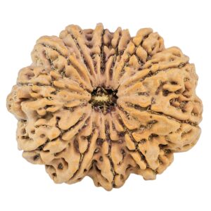 12 Mukhi Rudraksha 34.7mm 9.42gm - Rudraksha