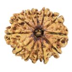 12 Mukhi Rudraksha 26.7mm 3.41gm - Rudraksha