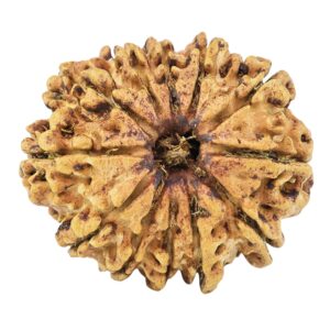 12 Mukhi Rudraksha 26.7mm 3.41gm - Rudraksha