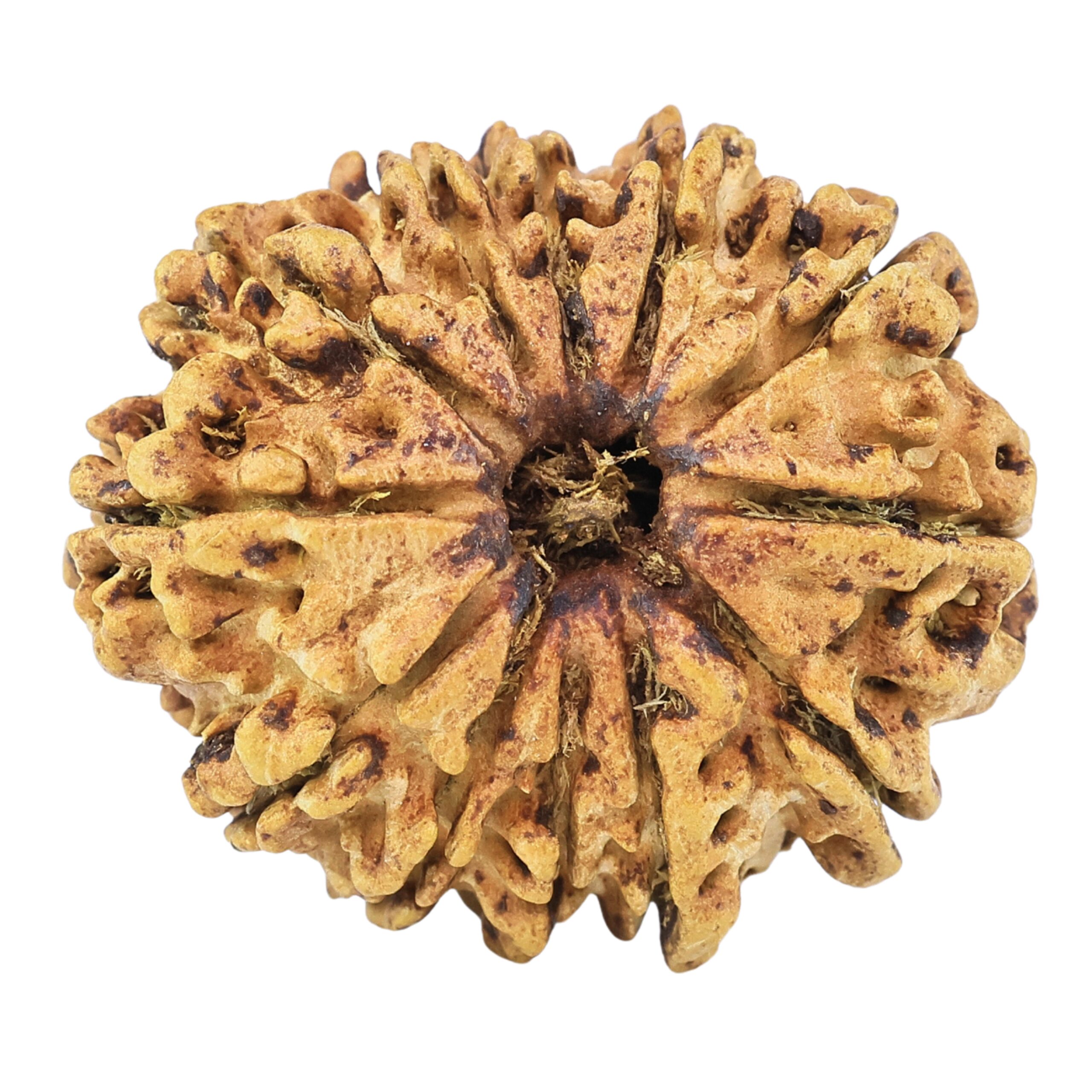 12 Mukhi Rudraksha 26.7mm 3.41gm - Rudraksha